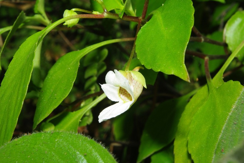 Impatiens ridleyi photo 4