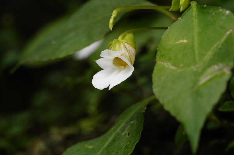 Impatiens ridleyi photo 5