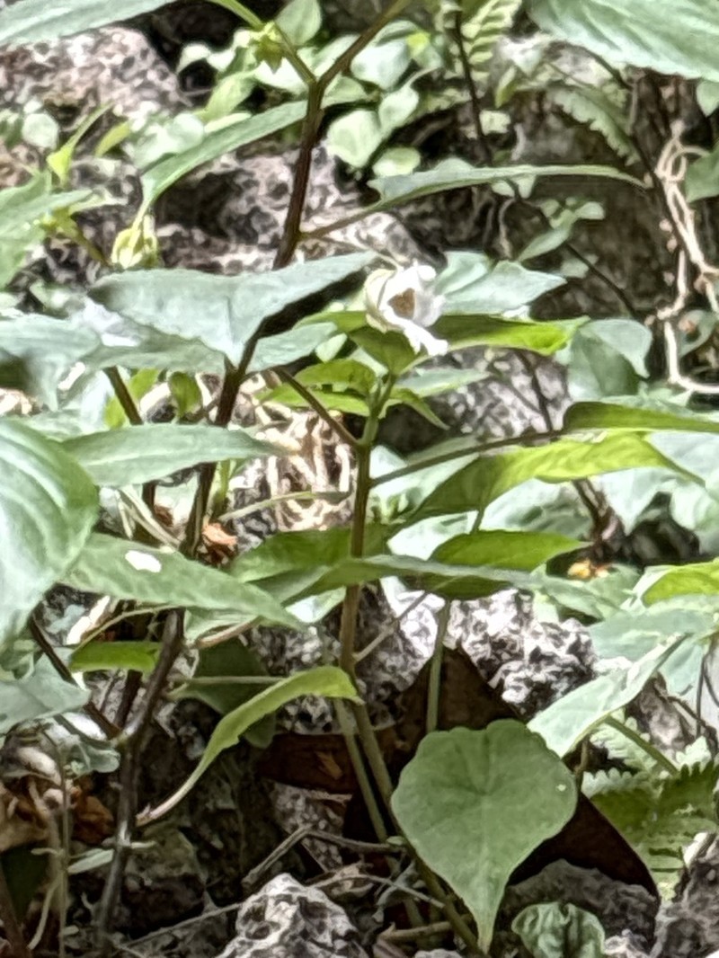 Impatiens ridleyi photo 6