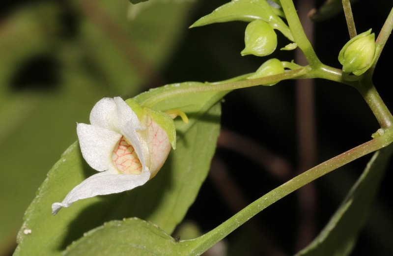Impatiens ridleyi photo 7