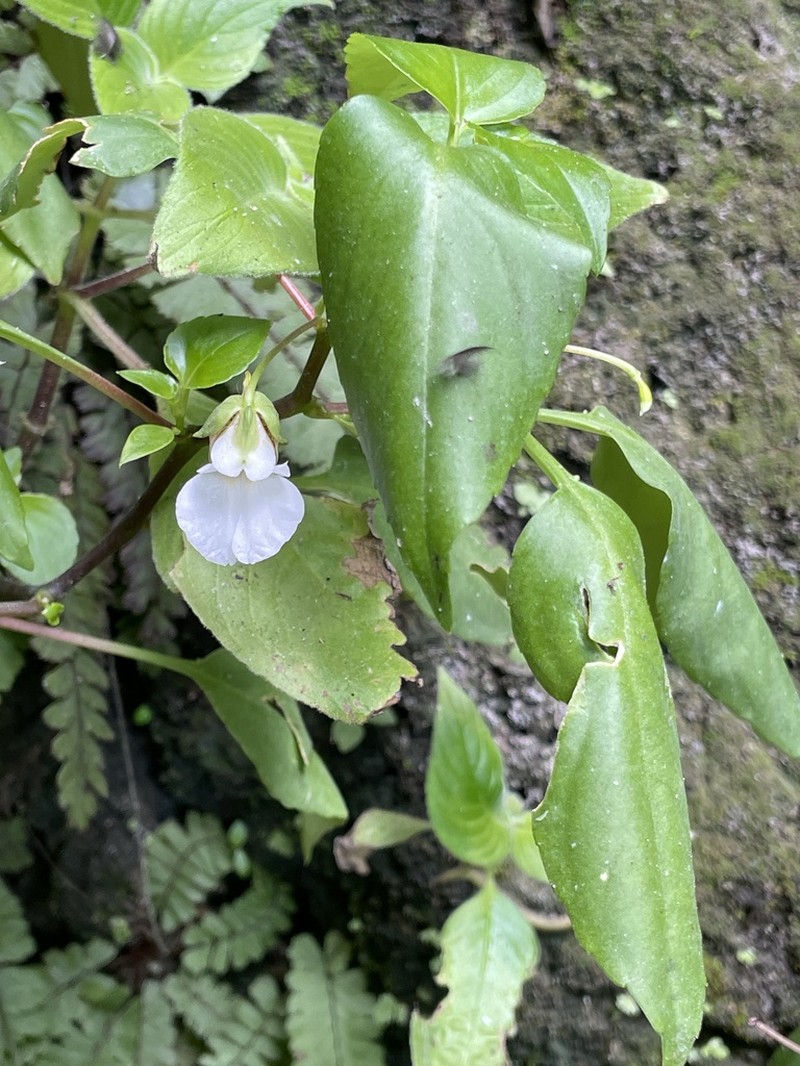Impatiens ridleyi photo 8