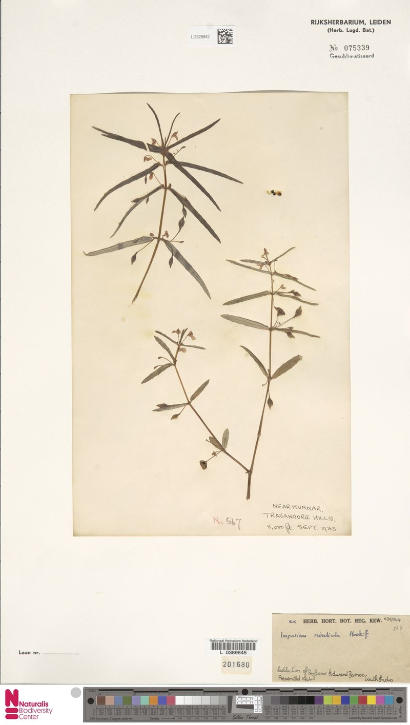 Impatiens rivulicola