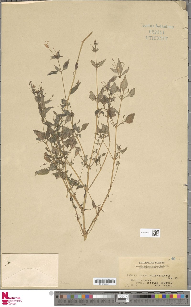 Impatiens rizaliana