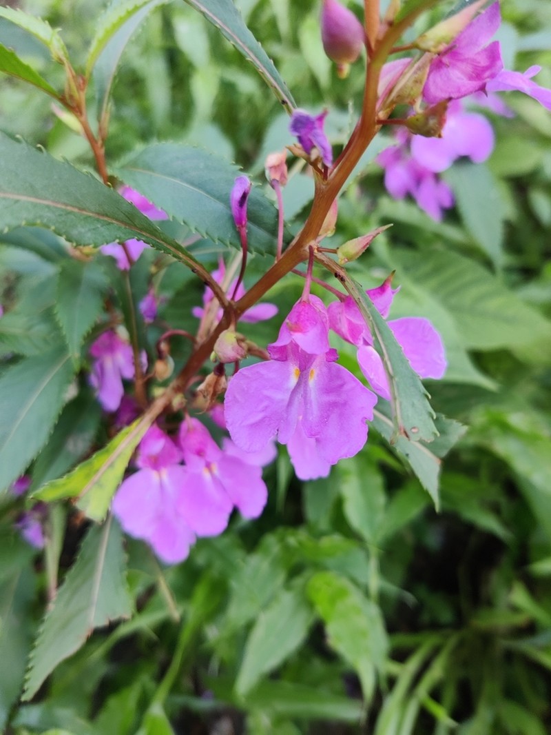 Impatiens rosea