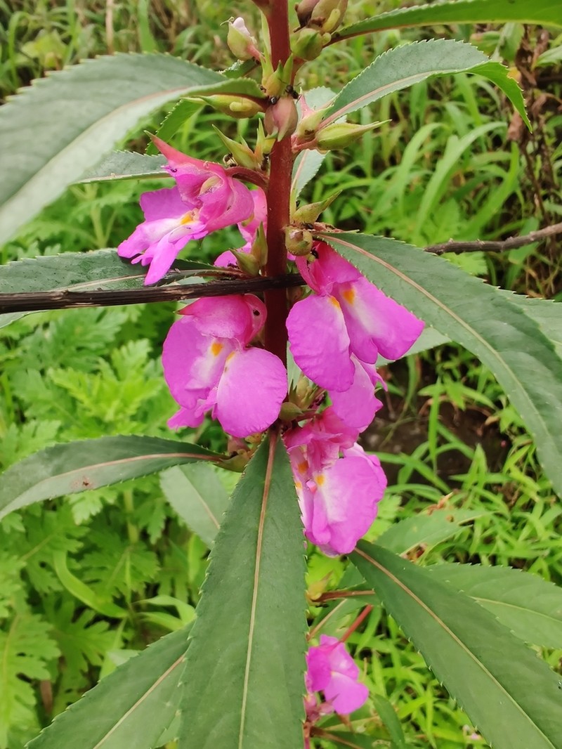 Impatiens rosea photo 2