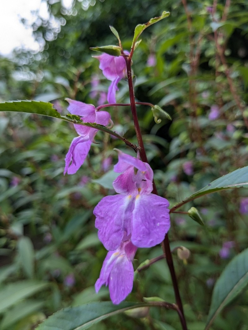 Impatiens rosea photo 3