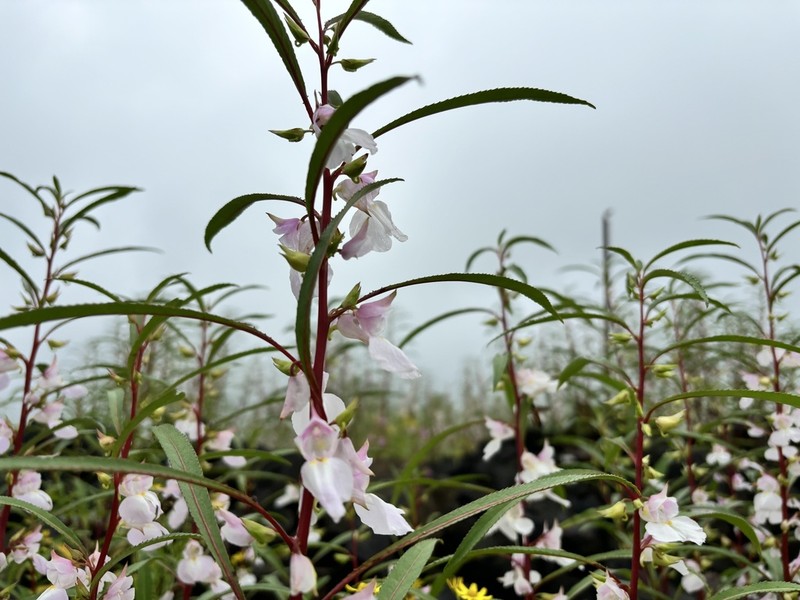 Impatiens rosea photo 5