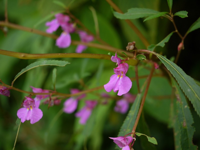 Impatiens rosea photo 6