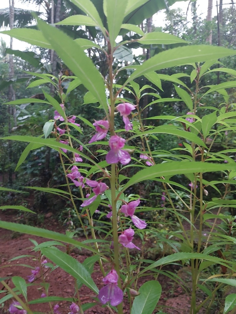 Impatiens rosea photo 7