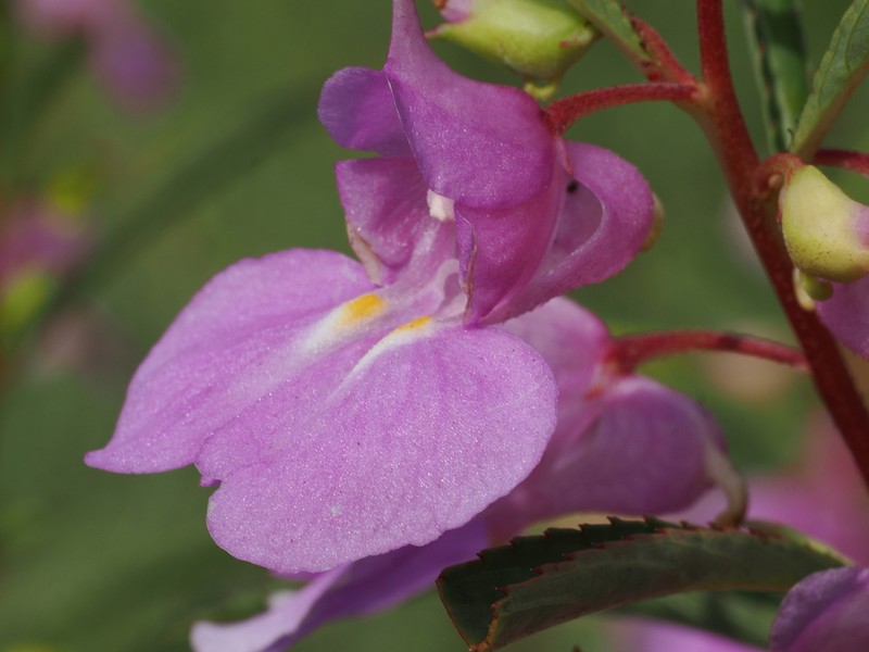 Impatiens rosea photo 8