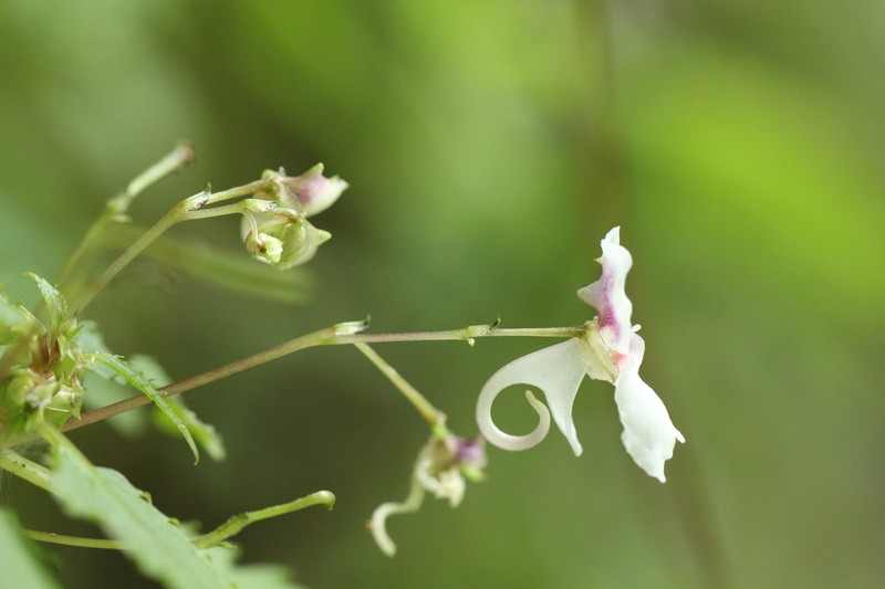 Impatiens rostellata