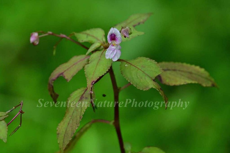 Impatiens rostellata photo 2