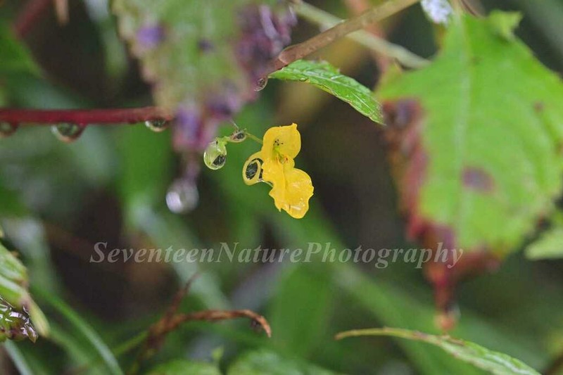 Impatiens rostellata photo 3
