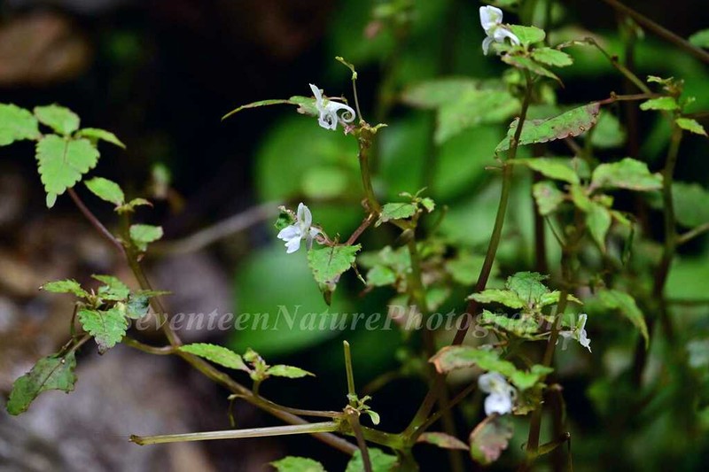 Impatiens rostellata photo 4