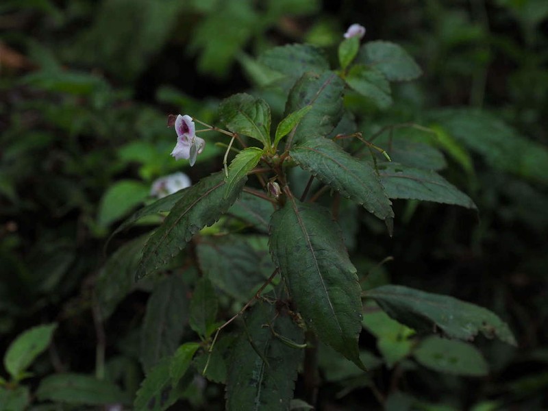 Impatiens rostellata photo 5