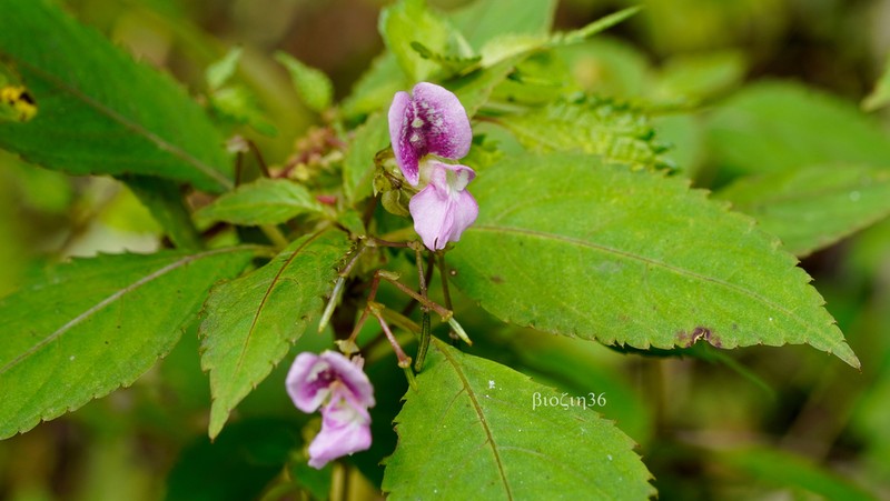 Impatiens rostellata photo 6