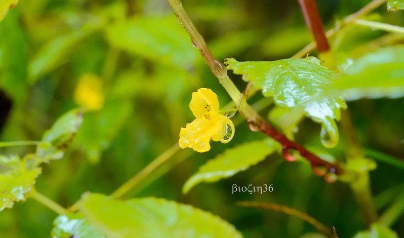 Impatiens rostellata photo 7