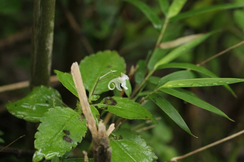 Impatiens rostellata photo 8