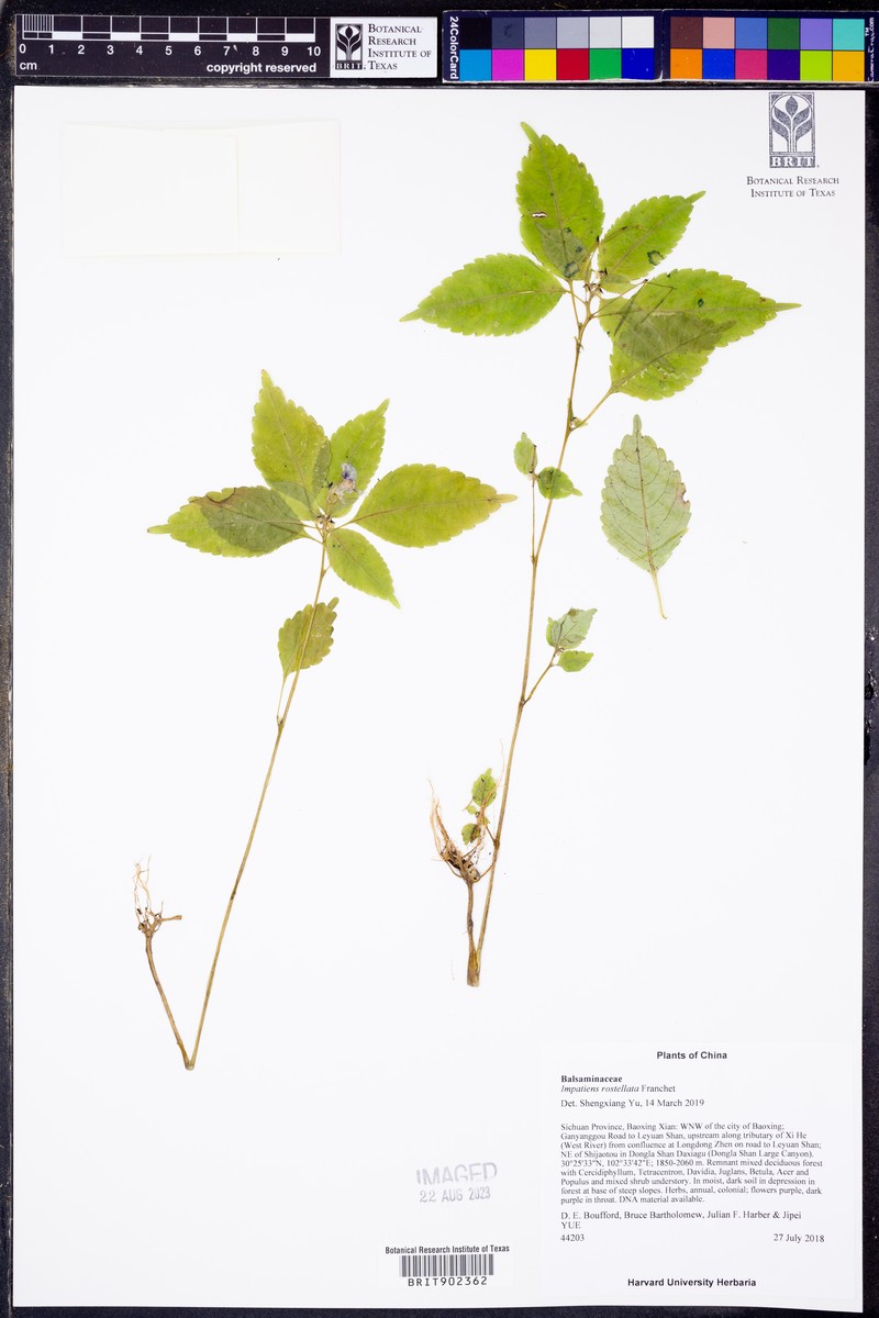 Impatiens rostrata