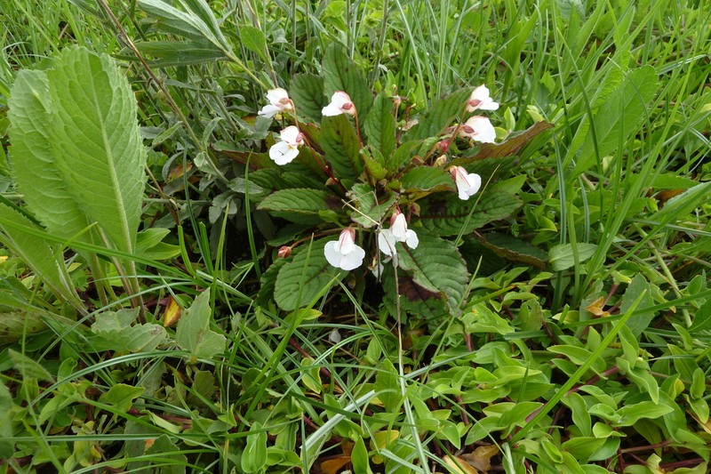 Impatiens rosulata