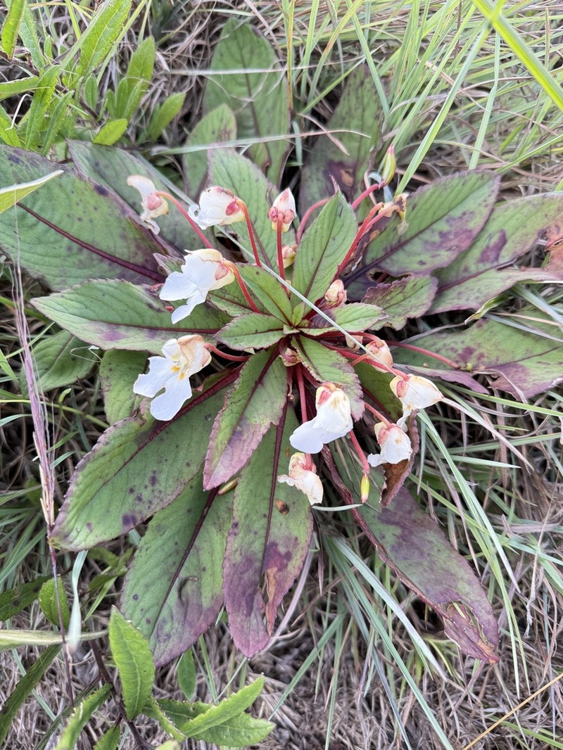 Impatiens rosulata photo 2