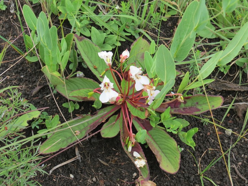 Impatiens rosulata photo 4