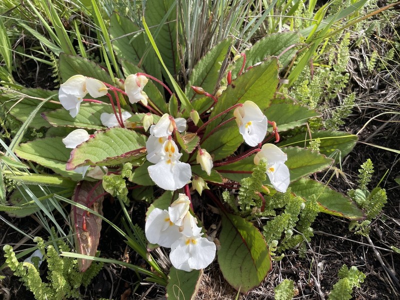 Impatiens rosulata photo 5