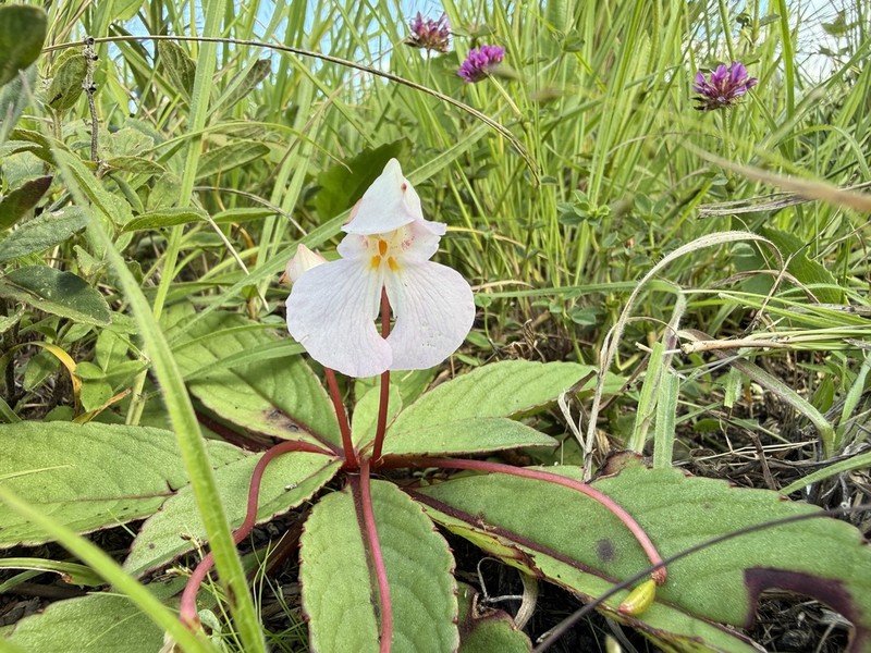 Impatiens rosulata photo 6