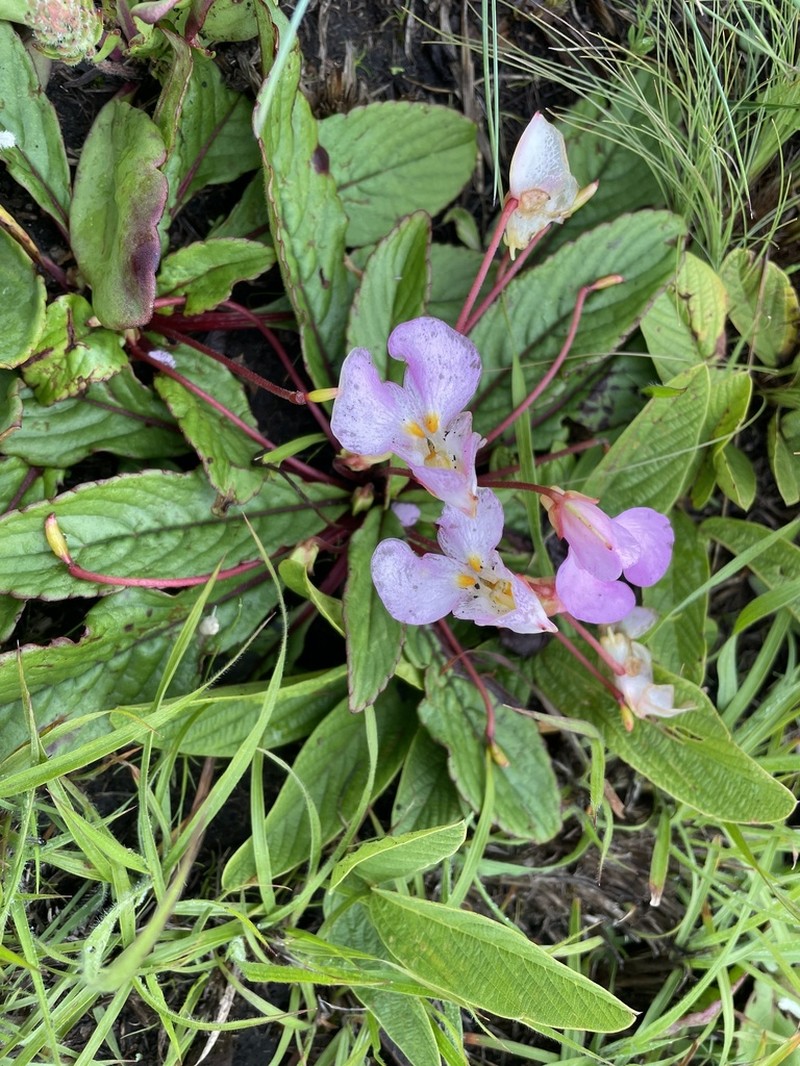 Impatiens rosulata photo 7