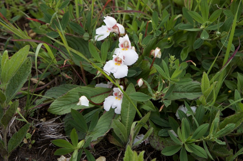 Impatiens rosulata photo 8