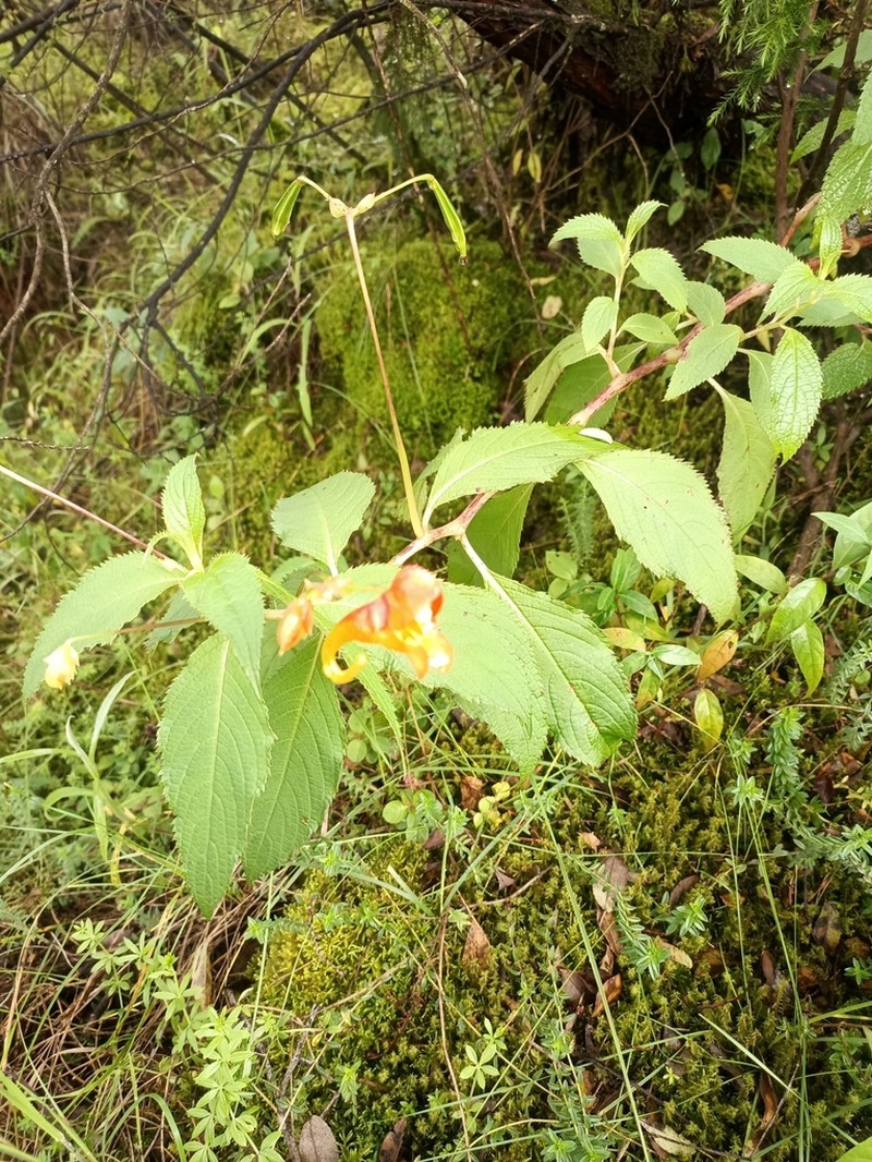 Impatiens rothii