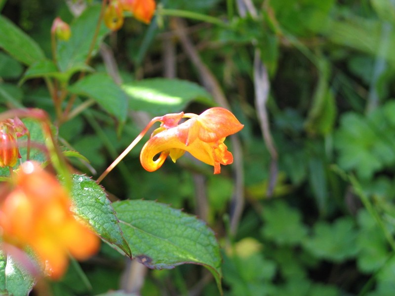 Impatiens rothii photo 2