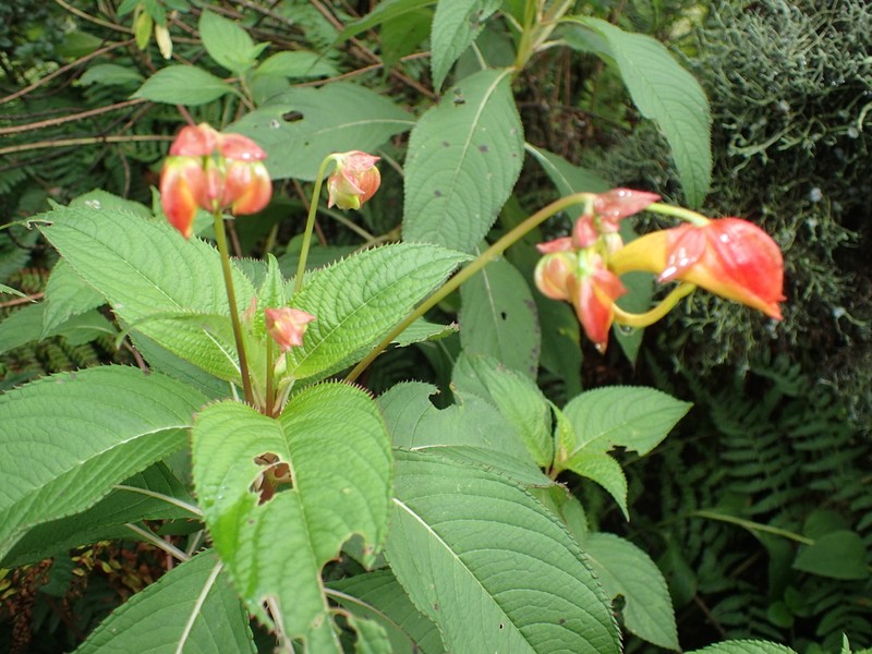 Impatiens rothii photo 3