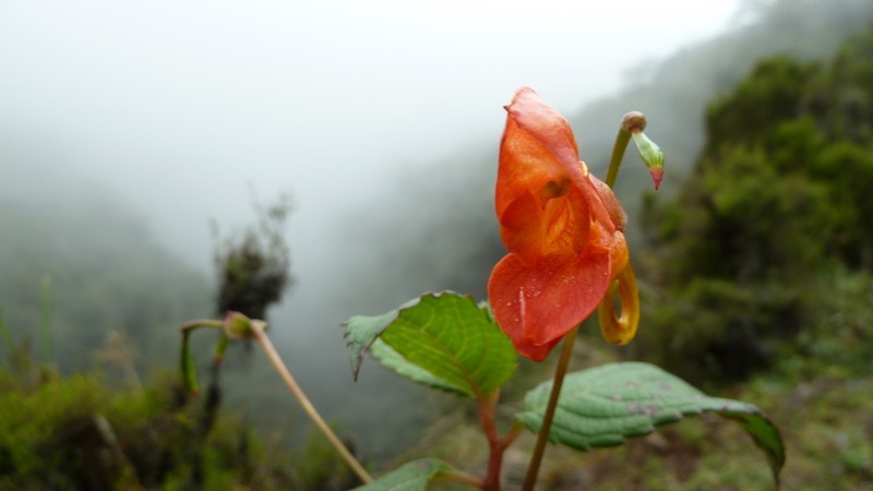 Impatiens rothii photo 4