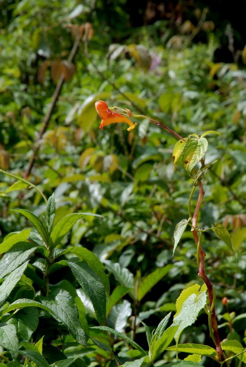 Impatiens rothii photo 5