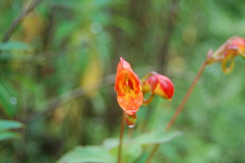 Impatiens rothii photo 6