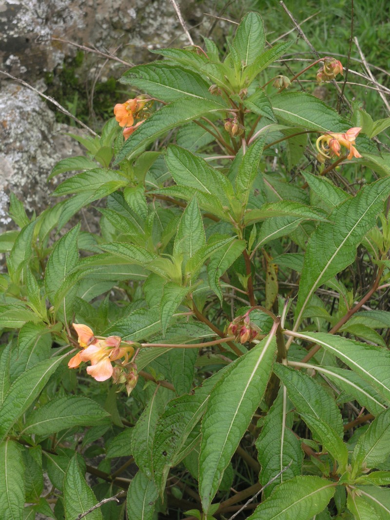 Impatiens rothii photo 7