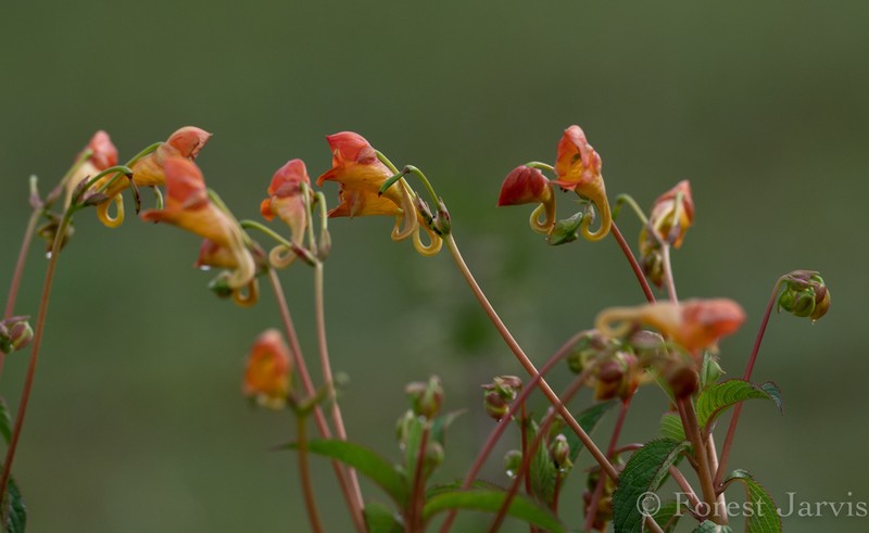 Impatiens rothii photo 8