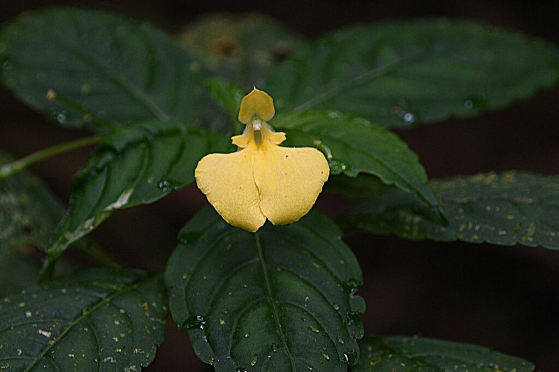 Impatiens rubricaulis photo 2