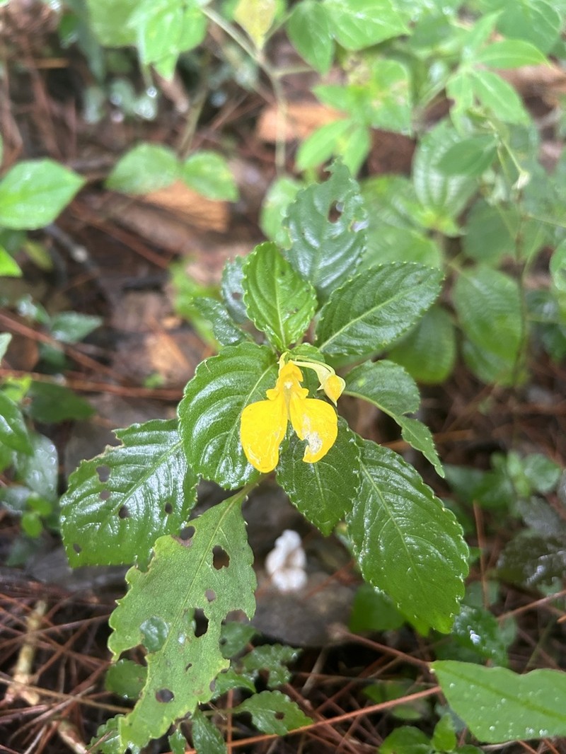 Impatiens rubricaulis photo 3