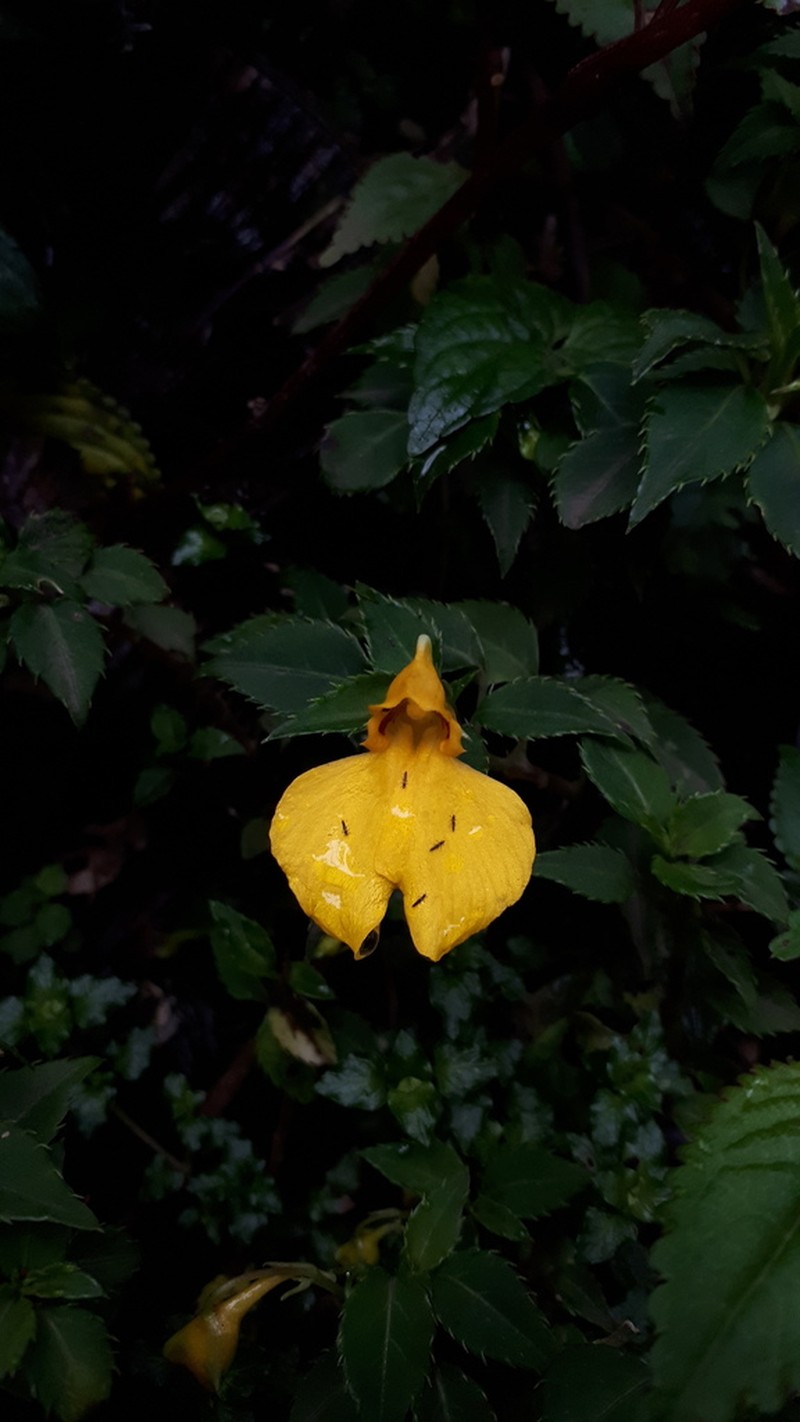 Impatiens rubricaulis photo 4