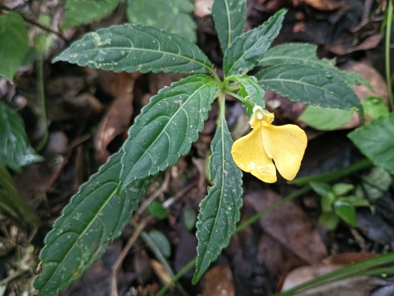 Impatiens rubricaulis photo 5