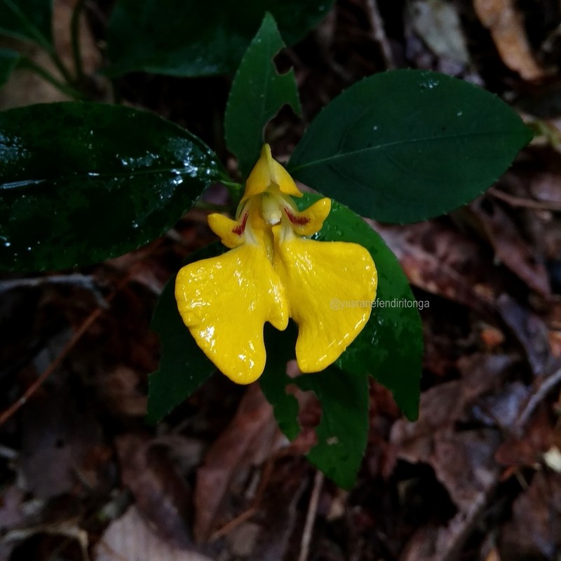 Impatiens rubricaulis photo 6