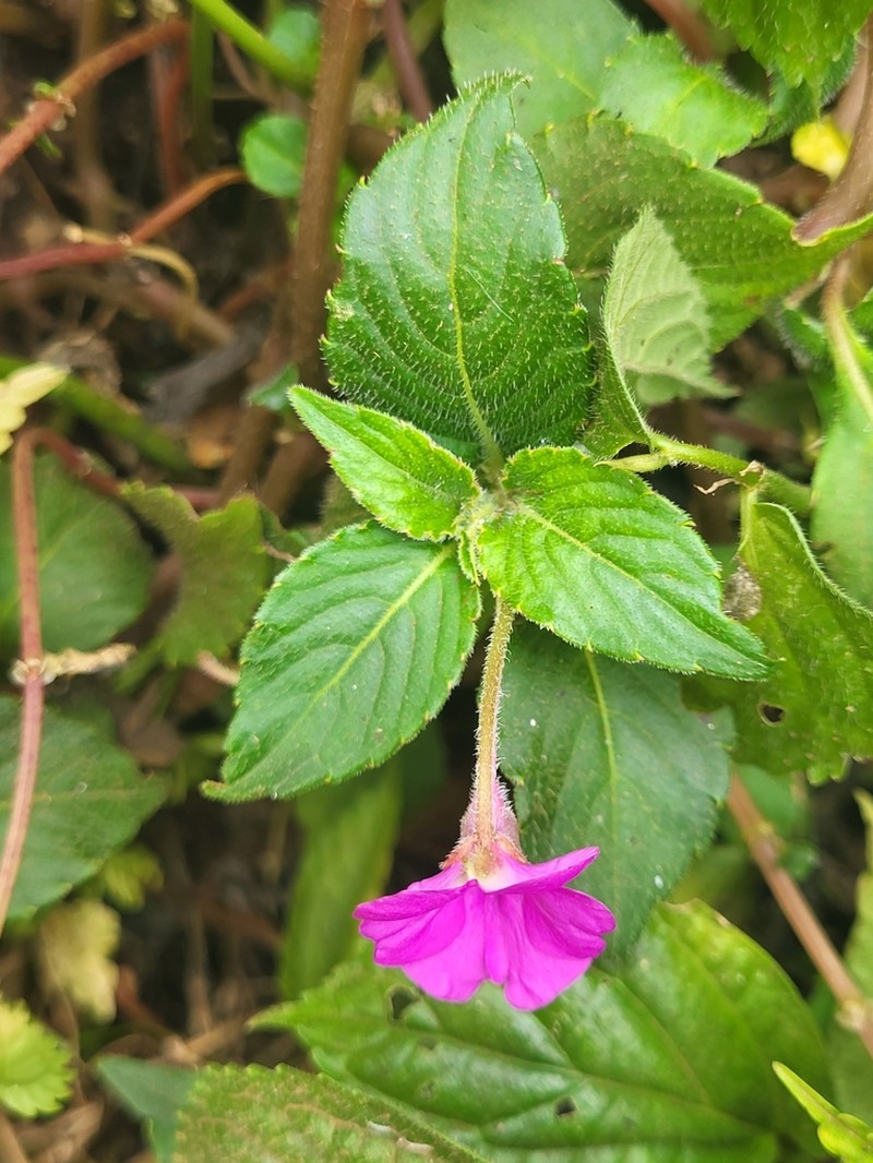 Impatiens rubricolor photo 2
