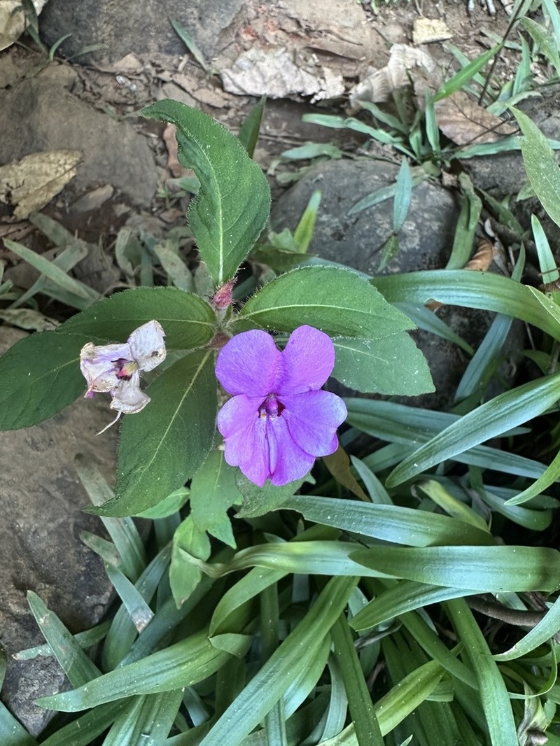 Impatiens rubricolor photo 3