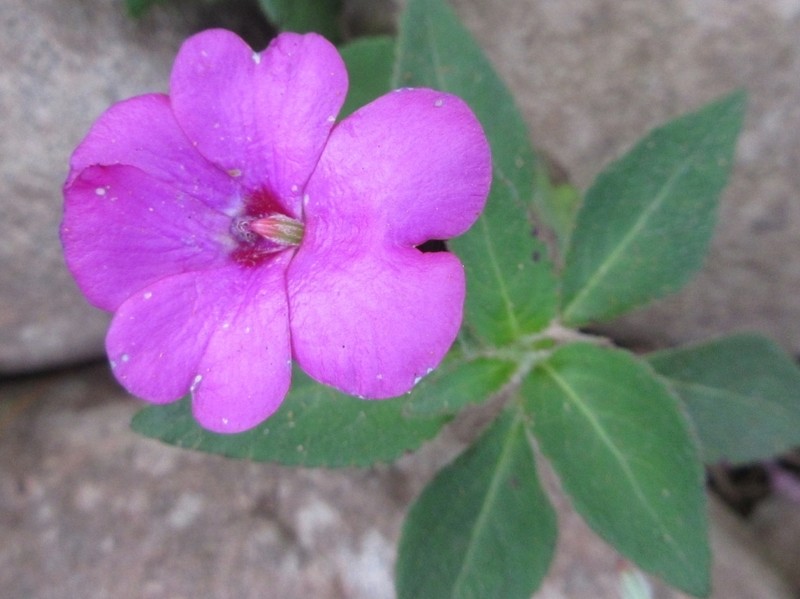 Impatiens rubricolor photo 4