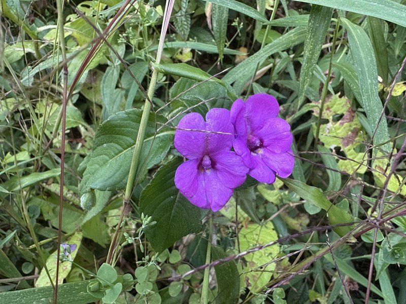 Impatiens rubricolor photo 5