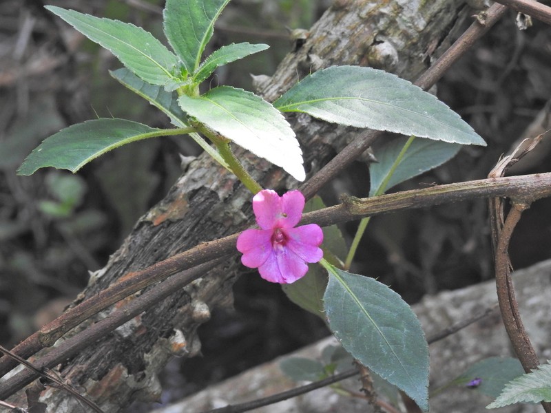 Impatiens rubricolor photo 6