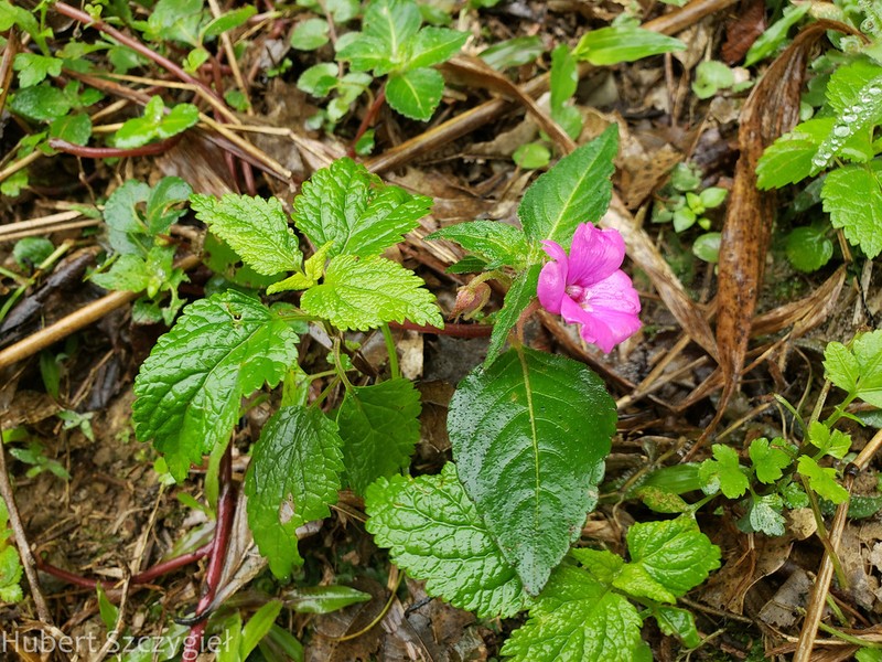 Impatiens rubricolor photo 7