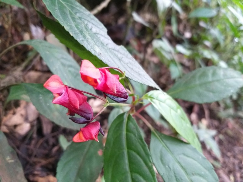 Impatiens rubriflora photo 2
